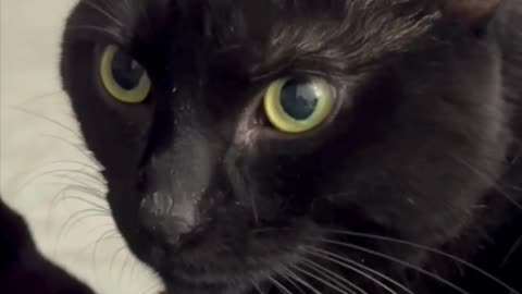 Cute Precious Piper is My Sweet Lap Cat - Adopting a Cat from a Shelter Vlog #shorts
