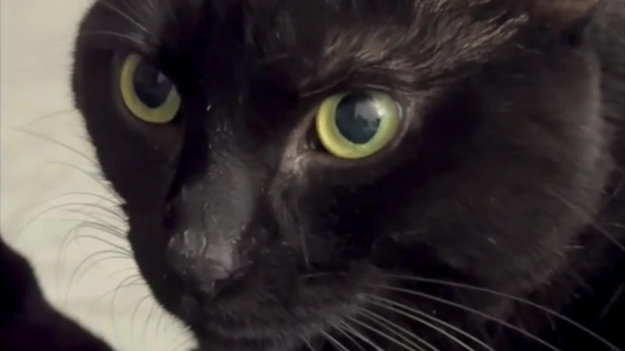 Cute Precious Piper is My Sweet Lap Cat - Adopting a Cat from a Shelter Vlog #shorts