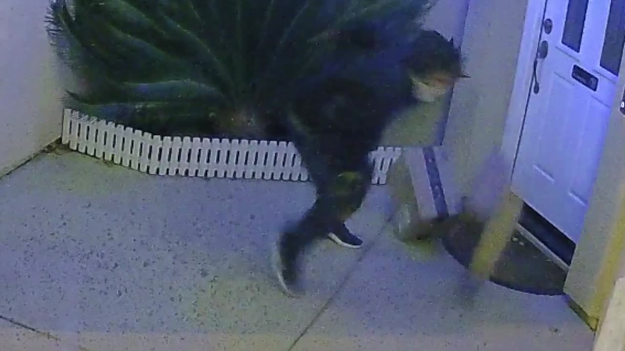 Another Dumb@ss Porch Pirate in Action