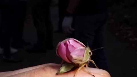 I nearly brushed it off, thinking a stray blossom had landed on me.