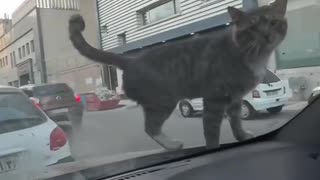😂🚽 You Won't Stop This Mischievous Pet From Peeing Where They Want! | FunFM