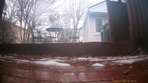 Wildlife Filmed By Haza PR800 Wild Camera, Levagood Area, Dearborn, MI, Jan. 2 to 8, 2026