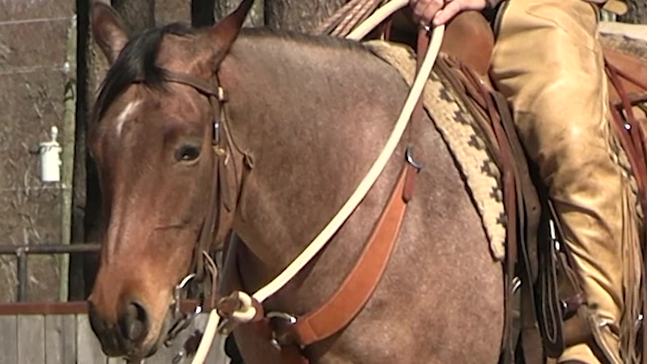 When you get the outside ear coming you're really getting through to the horse.