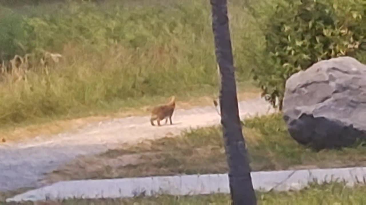 A hare(while carrying bags)