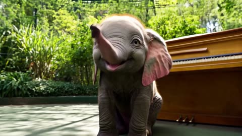 Cute Baby Elephant Plays Piano at the Zoo with an Adorable Smile