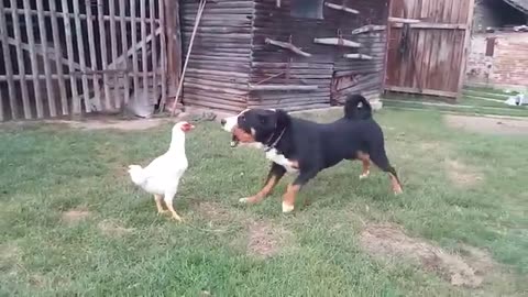 Funniest Animals