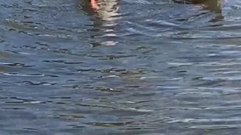 Dive Bombing Ducks