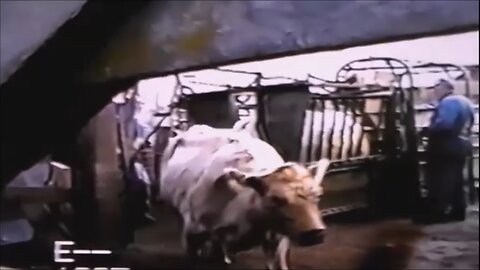 Vaxing and Tagging Cows, Time Travel With Me to 1993