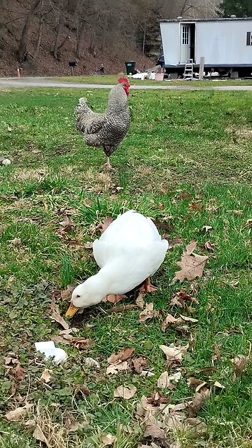 Quackers and his rooster 🐔