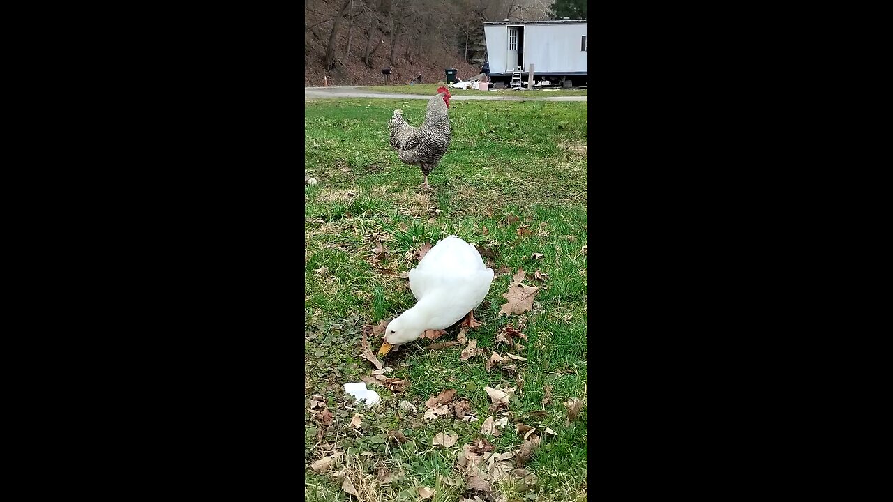 Quackers and his rooster 🐔