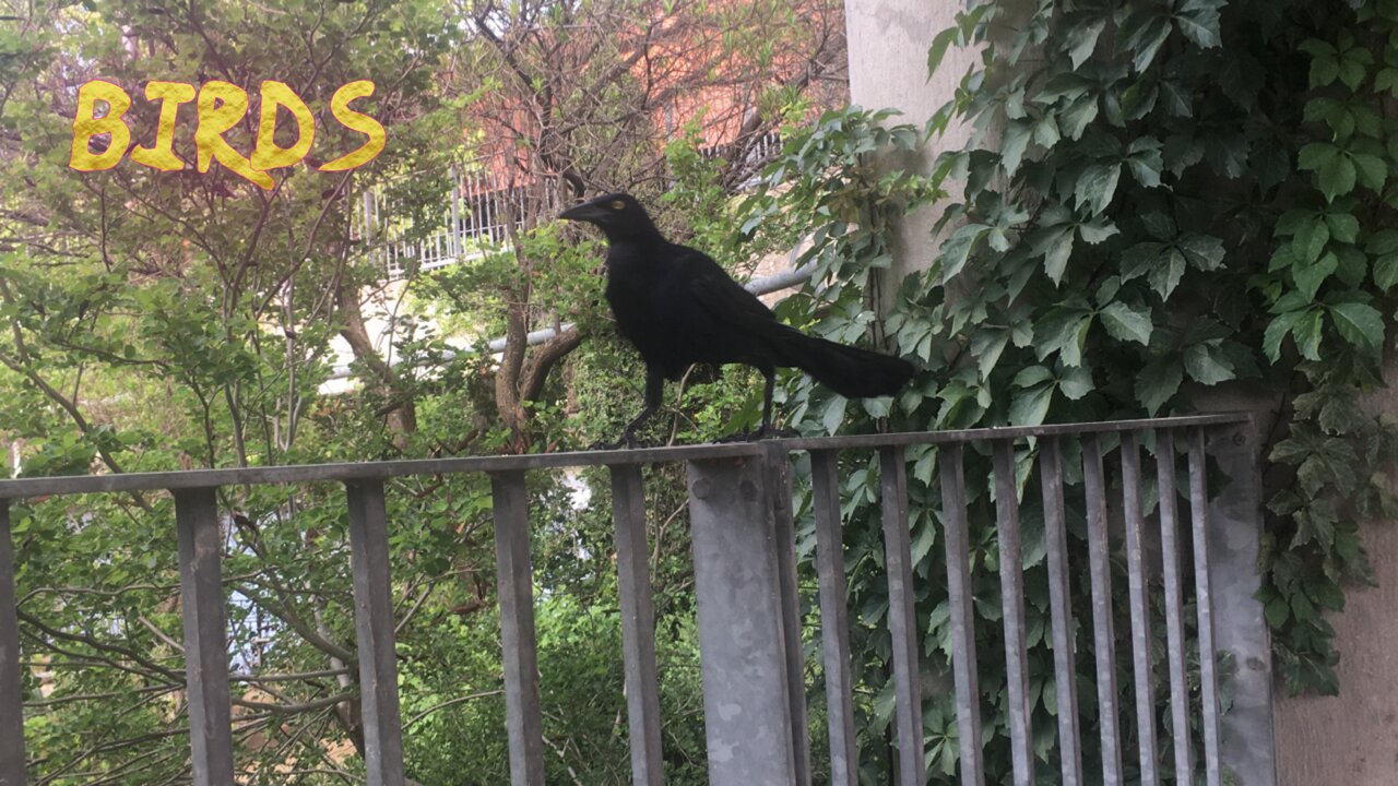 Good luck, birds are on top of your car.🤞