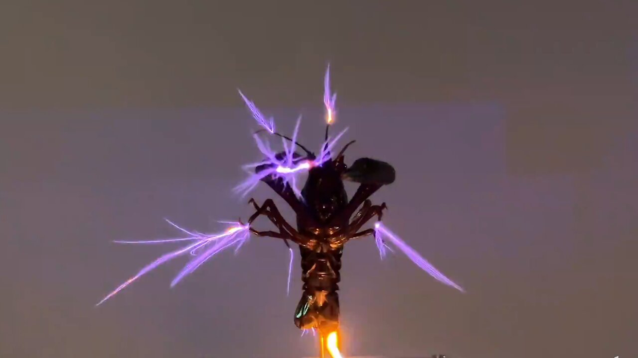 Lobster dances with joy after being powered on