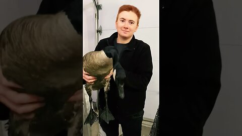 The guy was swimming on a boat and by miracle saved a wild goose from under the water