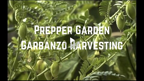 Prepper Garden: Garbanzo Harvesting