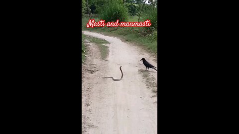 satisfying Video