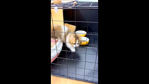 cute funny cat
