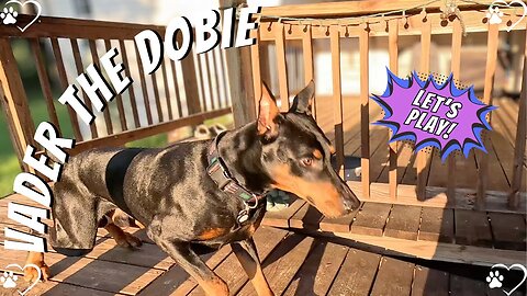Doberman Tries to Steal Apples 🍎😂 | Farm Friends & Fence-Line Antics