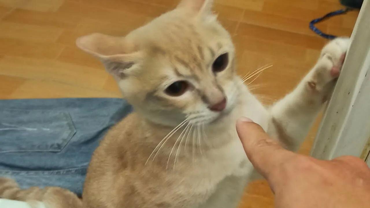 CATS will Make You LAUGH YOUR SOUL OUT! - Funniest Cat Videos