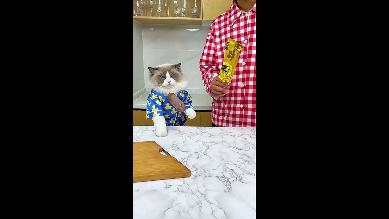 Respect Cats🐱