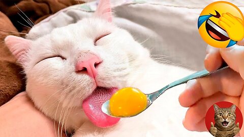 Cute & Funny Cats 😹 | Best Cat Moments That Will Make You Smile