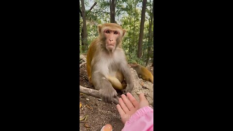 monkey prank comedy #usa #viral #trending #news #politics