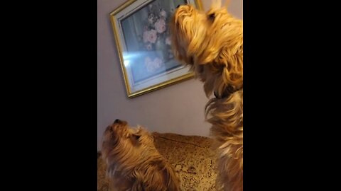 Batman & Chewy Accompany Squeak Toy in Song #yorkies #funnydogs