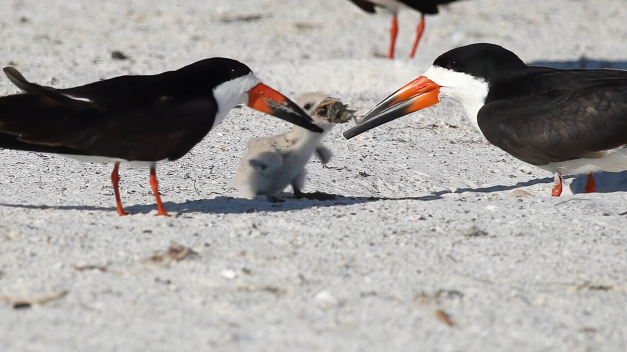 A Black Skimmer Mother's Triumph Amid the Colony Chaos