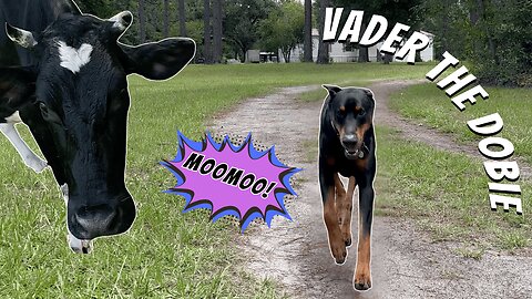 Doberman Watches Me Leave… To Visit a Cow 🐾🐄 | Vader’s Not Impressed