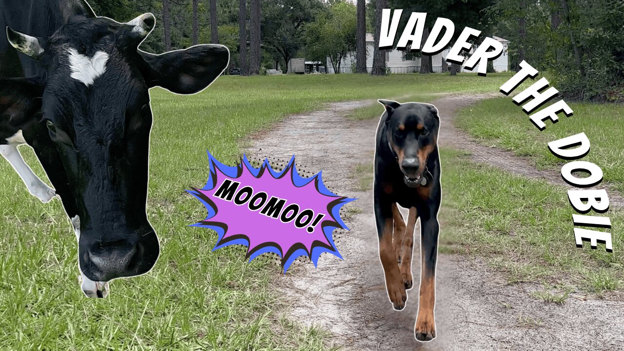 Doberman Watches Me Leave… To Visit a Cow 🐾🐄 | Vader’s Not Impressed