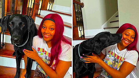 This Adorable Lab Won't Eat His Food Unless Owner Says Prayer !!