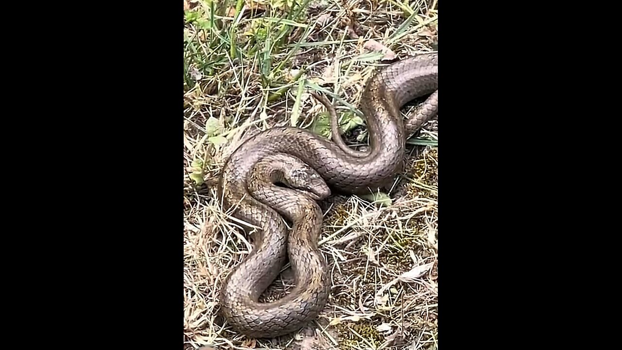 Snake
