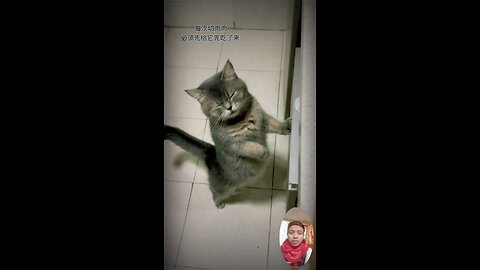 #catlovers #cat #cats #meow #kittens #catlife #pet #animals #animallover #cutecats #catviral