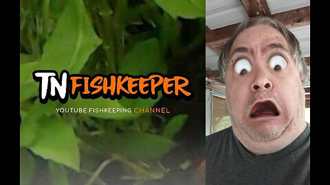 TNFISHKEEPER.COM™ 🐠 THE PRICE OF A 24 PACK? FROM CURLY #COMEDY