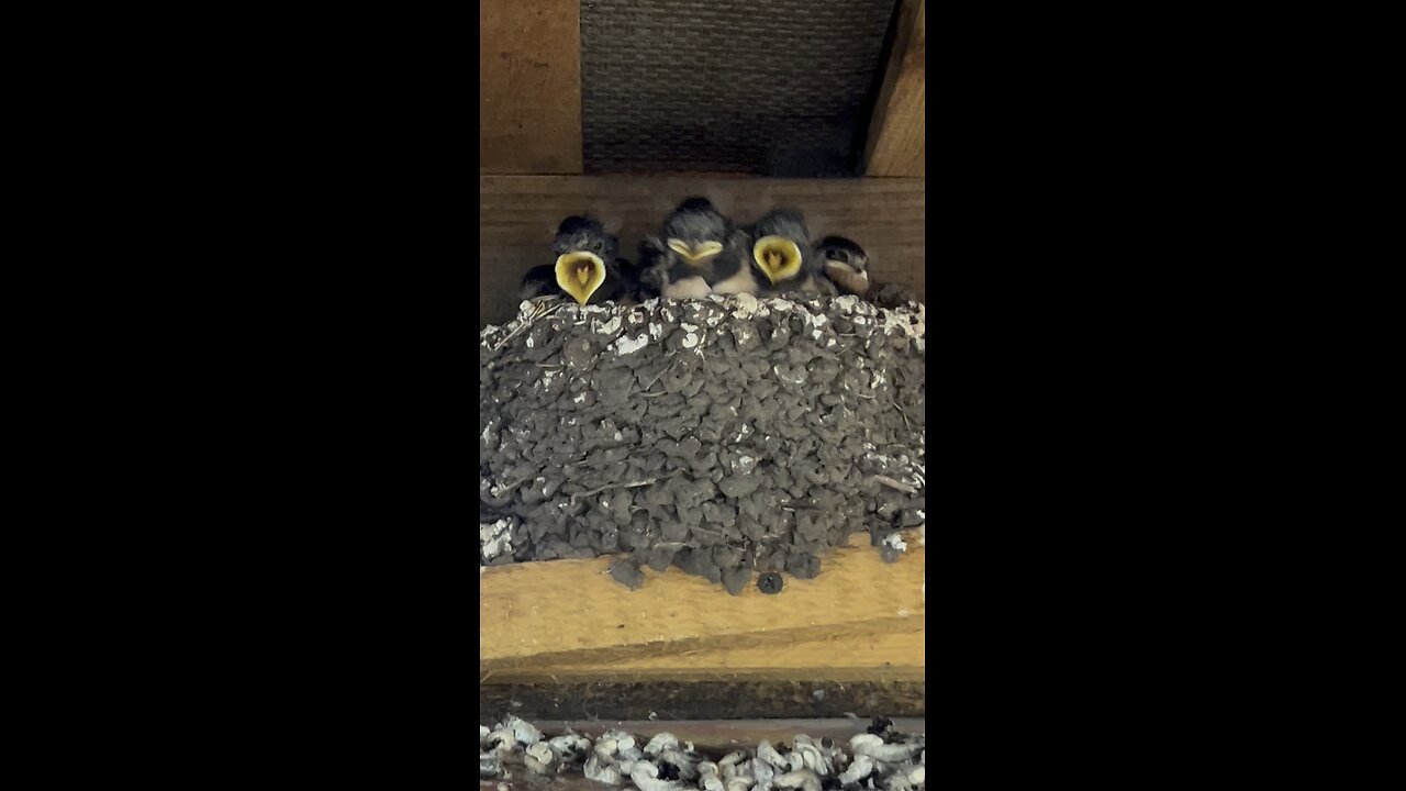 Small guys😁🐧🐧🐧
