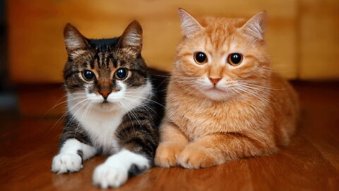 😻😻miuw Miuw😻😻