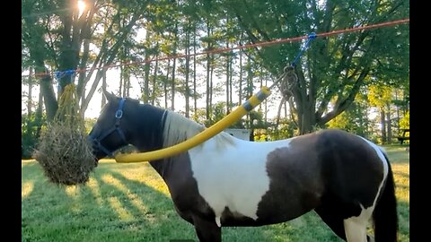 Highline Picket for horse camping - tips
