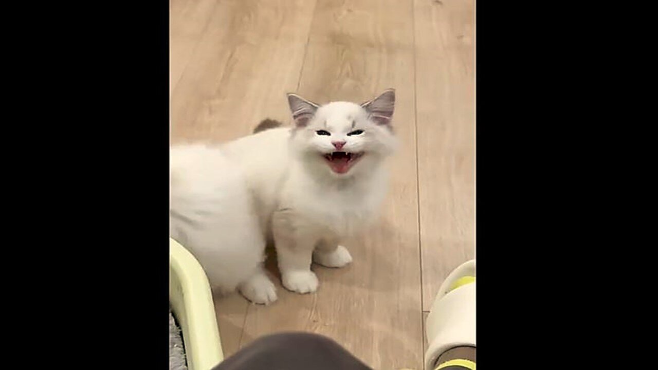 New Funniest Animal Videos Part 92
