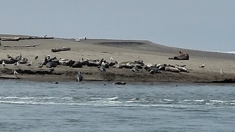 seal beach