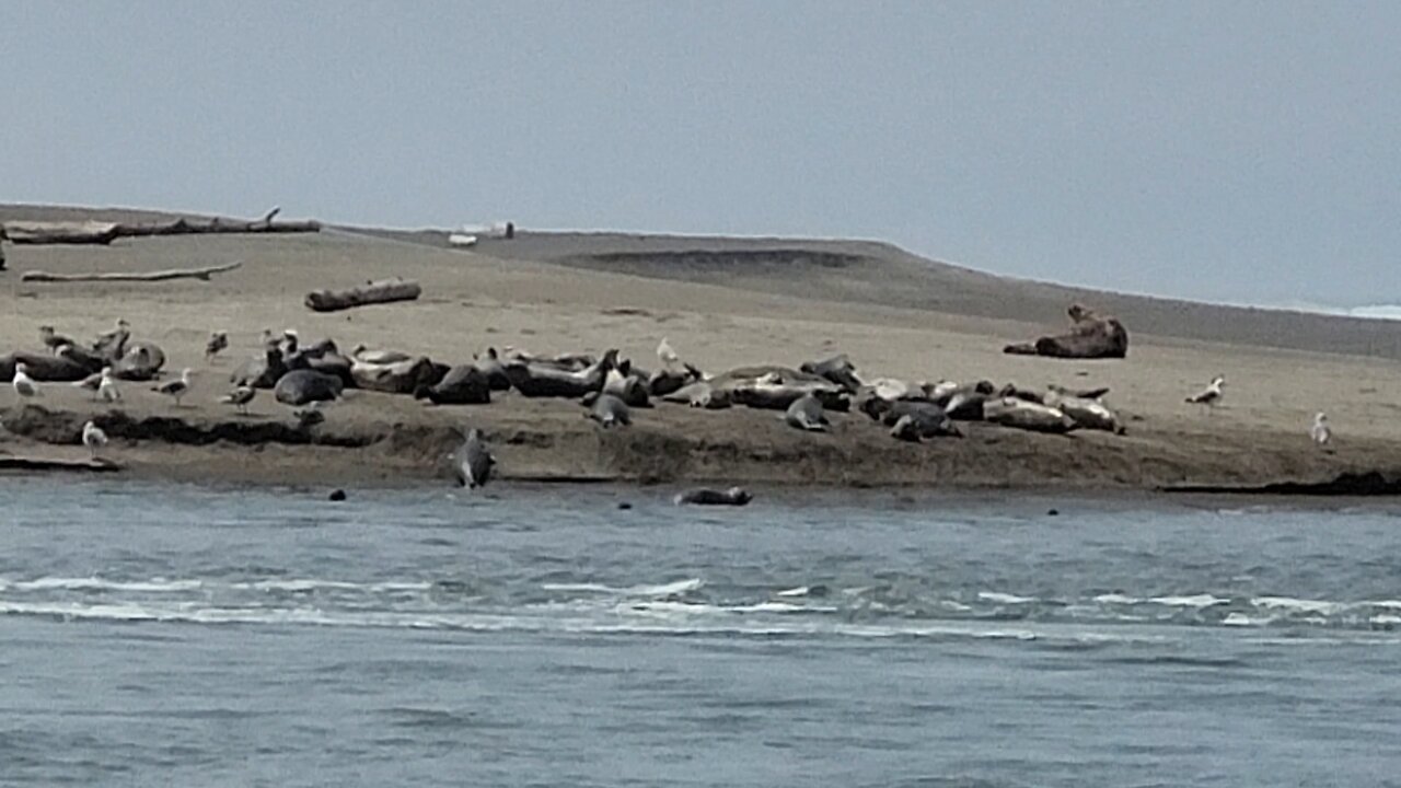 seal beach