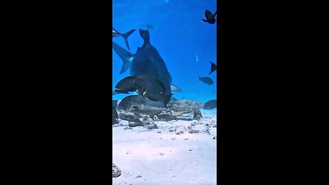 Make a shark eat a turtle.