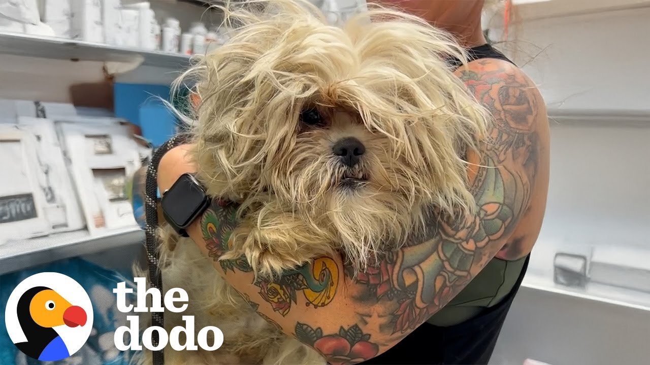 Angry Ball Of Fur Gets Rescued And A Major Haircut | The Dodo