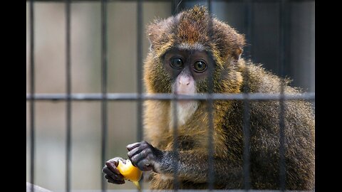 Should people have pet monkeys?