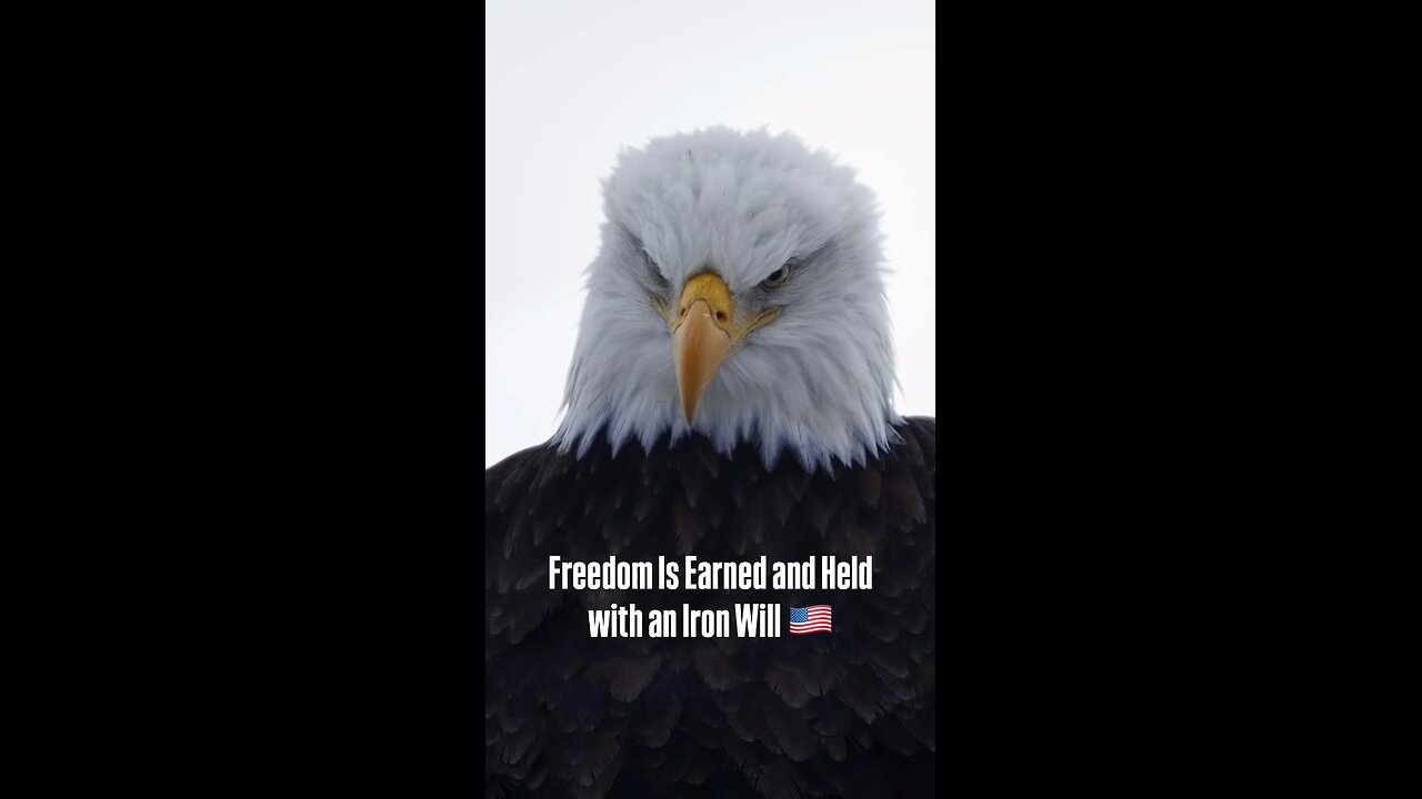 🦅Majestic Eagle🦅