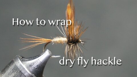 How to wrap dry fly hackle
