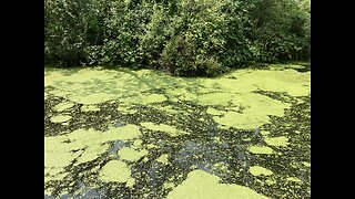 The Virus & Vaccine Scam