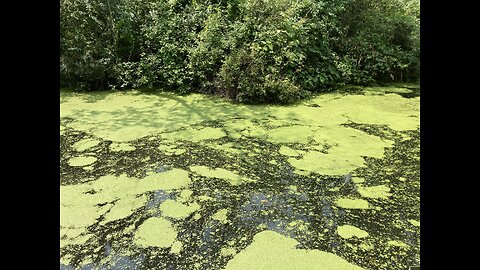 The Virus & Vaccine Scam