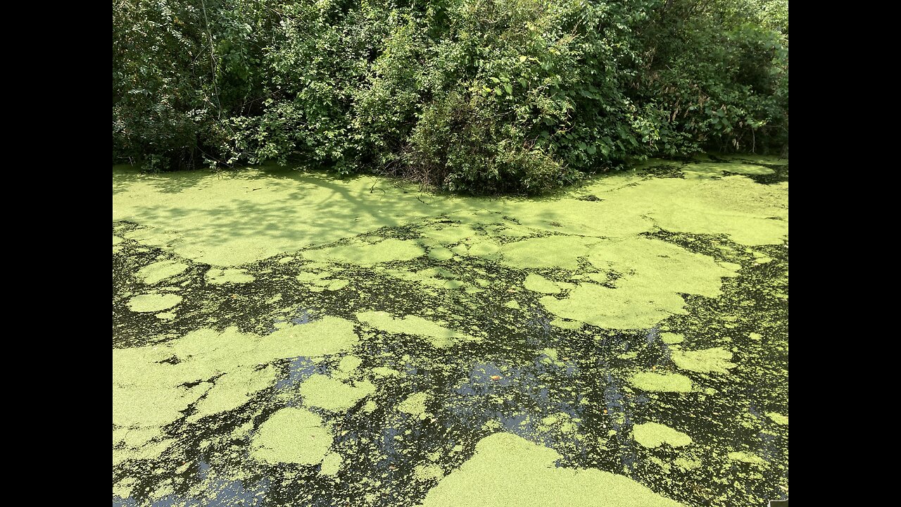 The Virus & Vaccine Scam