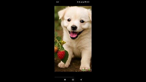 Cute fluffy eats strawberries and becomes a strawberry puppy himself