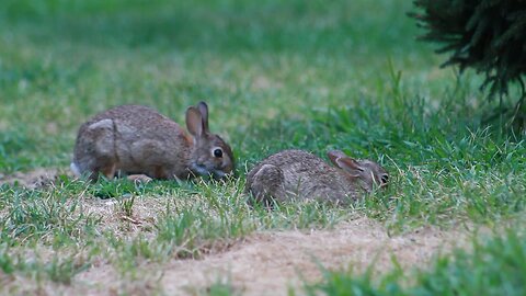 Bunnies 🐰 Spring