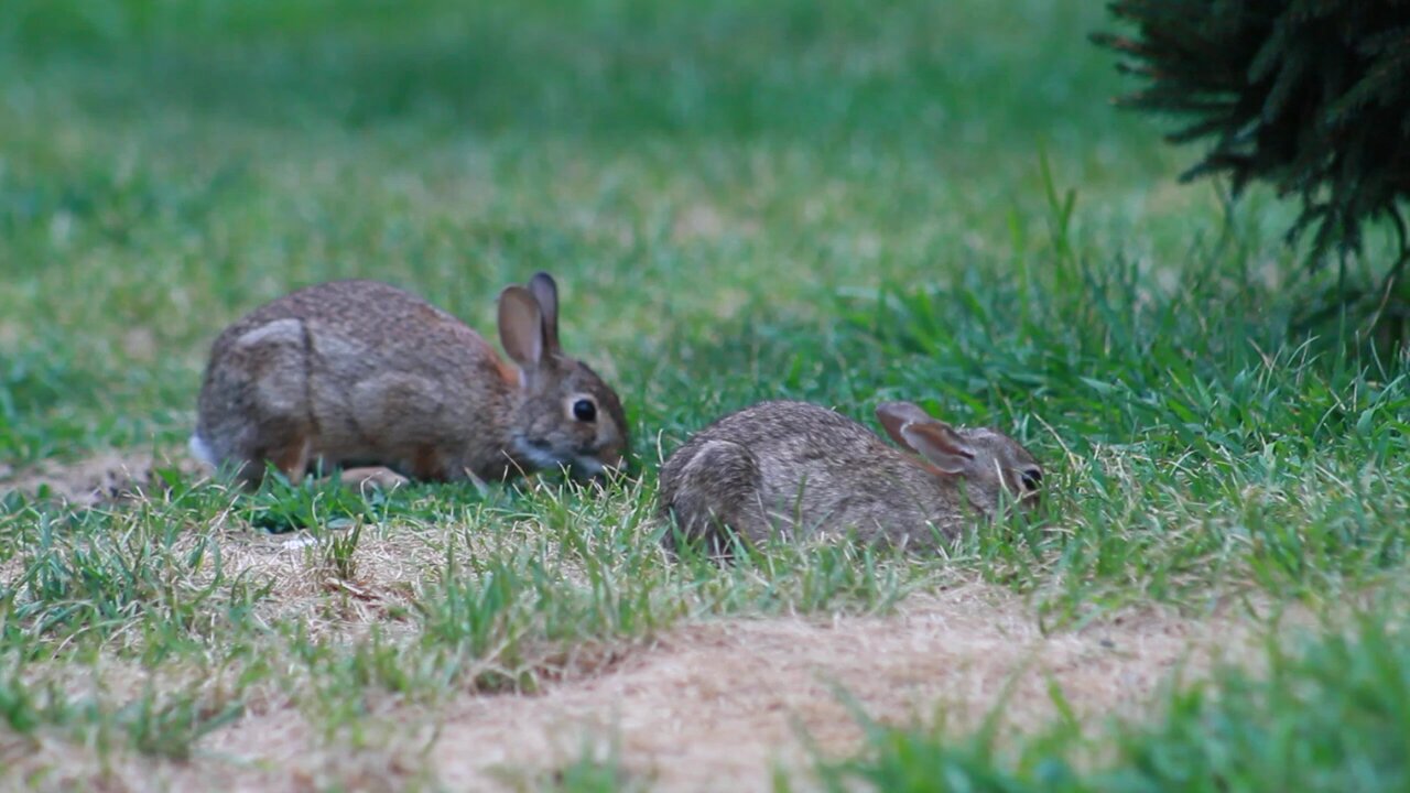 Bunnies 🐰 Spring